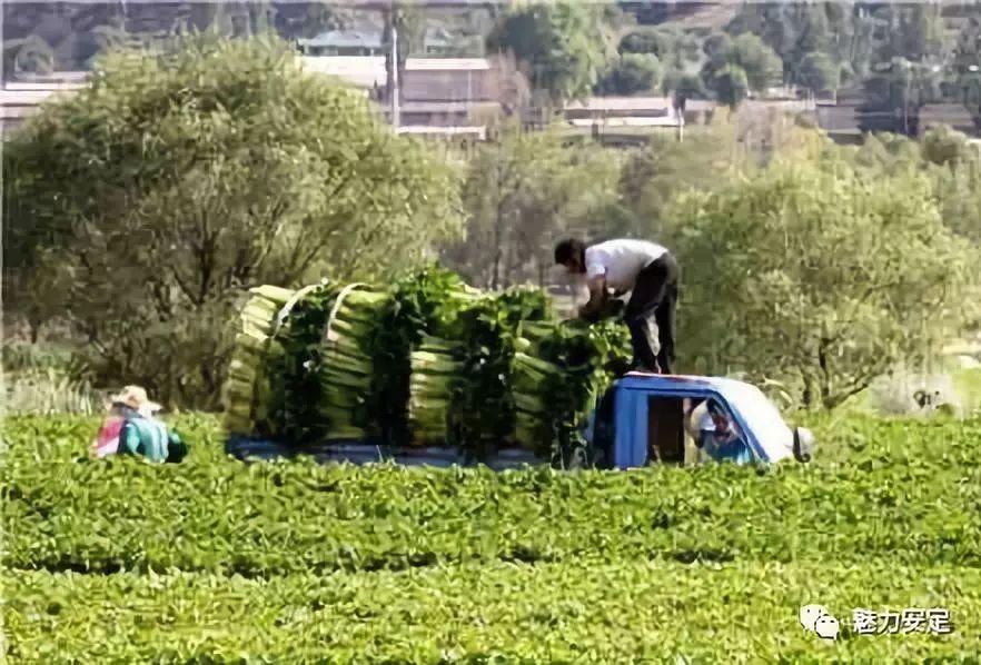 锦坪村迈向现代化交通新篇章的最新交通新闻